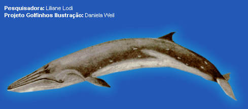 Baleia de Bryde