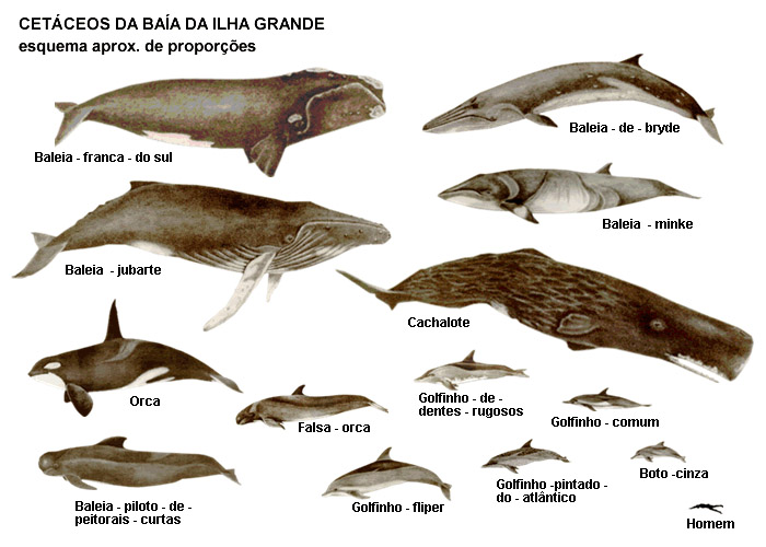 Golfinhos e baleias da Baía da Ilha Grande
